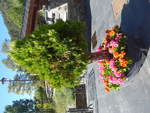 (185'338) - Blumen und B�umchen am 27.