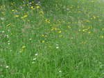 (193'694) - Blumenwiese am 3.