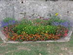 (195'344) - Blumen am 31.
