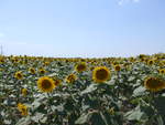 (207'056) - Sonnenblumenfeld am 3.