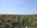 (207'058) - Sonnenblumenfeld am 3.