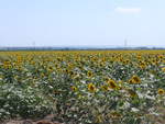 (207'061) - Sonnenblumenfeld am 3. Juli 2019 bei Levski
