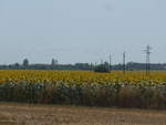 (207'064) - Sonnenblumenfeld am 3. Juli 2019 bei Levski