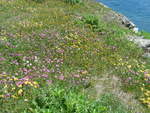 (218'682) - Alpenflora beim Totensee am 12.