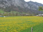 (225'343) - L�wenzahnwiese am 30.