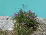 (252'559) - Alpenflora am G�scheneralpsee am 9.