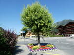 (252'601) - Baum mit Blumenbandeli am 11.