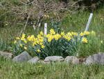 (273'799) - Aprilglocken am 10. April 2025 in Beatenberg