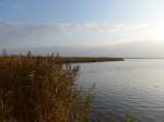 (156'861) - Schilf am Wattenmeer am 19.