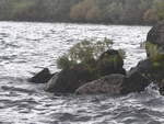 (191'268) - Steine mit Gr�n im Lake Taupo am 24.