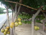 (212'004) - Kokosn�sse und Bananen am 22.
