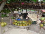 (212'005) - Kokosn�sse am 22.