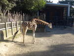 (191'489) - Giraffe am 26.