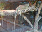 (191'550) - Leguan am 26.