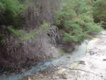 (191'163) - B�chli im Wai-O-Tapu Thermal Wonderland am 23.