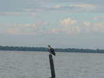 (212'112) - Adler�hnlicher Vogel auf dem Nicaraguasee am 22.