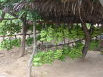 (212'007) - Bananen am 22.