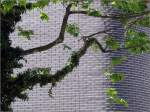 Baum vor Fassade, gesehen in der Stuttgart Innenstadt