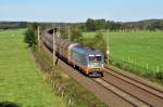 Auch der Hectorrail-Stier 242.516  Ferdinand  zeigte sich am 15.10.2011 in Ramelsloh.