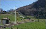 Oberhalb von Aigle ist ein ASD Regionalzug auf dem Weg nach Les Diablerets.