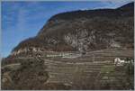 Ein A-L Zug ist in den Weinbergen oberhalb von Aigle bei Fontanney auf der Fahrt nach Leysin.