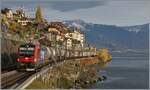 Die letzten bunten Blätter baumeln noch an Sträuchern und Bäumen, der erste Schnee verzuckert die Berge - es ist Herbst; und dieser bietet ein Licht, wie es sonst das ganze Jahre nicht zu sehen ist. Grund genug, trotz kalter Bise, zu fotografieren: Bei St-Saphorin fährt die an SBB Cargo vermietete 193 060 mit einem Güterzug in Richtung Lausanne.

12. November 2024