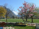 (216'081) - Die Jungfrau zwischen Blumen und B�umen am 15.