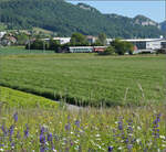 150 Jahre Emmentalbahn.

Eb 2/4 35 der Jura-Simplon fährt am Morgen wie die Bahnfreunde auch zum Jubiläumsfest. Bei Niederbipp geht es durch bunte Blumenwiesen. Balsthal, Mai 2025.