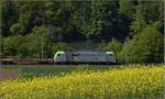 Beim Leuchten mit Signalfarbe macht Re 486 506-9 der BLS dem Rapsfeld Konkurrenz.