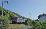 Die SBB Re 6/6 11669 (Re 620 069-5) Hägendorf  passt kaum in die Vegetationslücke bei Ligerz....