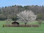 (203'756) - Bienenhaus und bl�hender Baum am 15.