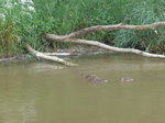 (172'898) - Enten am 13.