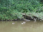 (172'902) - Enten am 13.