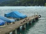 (141'393) - Enten auf einem Laufsteg im Hafen von Faulensee am 26.