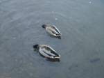 (147'759) - Zwei Enten im Luganersee am 5.