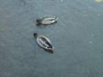 (147'760) - Zwei Enten im Luganersee am 5.