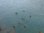 (164'899) - Enten am 16.