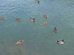 (164'900) - Enten am 16.