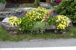 (278'561) - Blumentrog am 5. August 2025 in Les Diablerets