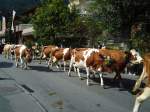 (129'478) - Alpabzug auf der Landstrasse in Adelboden am 5.