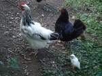 (135'532) - Zwei H�hner mit K�ken am 18.