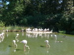 (174'412) - Flamingos am 28.