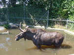 (174'415) - Elch am 28.