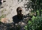 (266'115) - B�r am 24. August 2024 im B�renpark Bern