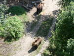 (266'116) - Zwei B�ren am 24. August 2024 im B�renpark Bern