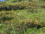 (134'693) - Alpenflora im Bachl�ger bei Grindelwald am 3.