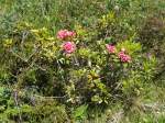 (134'696) - Alpenflora im Bachl�ger bei Grindelwald am 3.