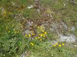 (134'698) - Alpenflora im Bachl�ger bei Grindelwald am 3.