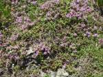 (134'701) - Alpenflora im Waldspitz bei Grindelwald am 3.