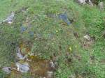 (161'014) - Alpenblumen am 25.